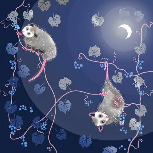 An image from Jeanne Weintraub-Mason's sold-out 2024 calendar, Moonlight Magic, shows opossums, America's only marsupials, which give birth to babies as small as honeybees. Possums can eat up to 5,000 ticks per year and rarely have rabies, as their body temperature is too low for the virus to survive. The artist included wild grapes, one of possums' favorite foods, in the image.