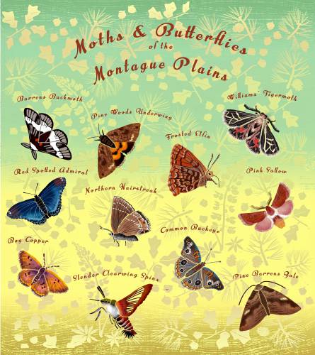 One of Jeanne Weintraub-Mason’s works of art, “Moths & Butterflies of the Montague Plains,” celebrates a unique and fire-adapted environment in our area. The artist offers her work in many forms, including a blog, under the name Ms. Green Jeanne.