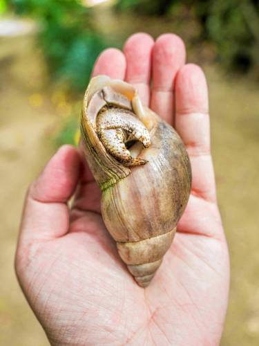 Hermit crabs may be choosing plastic homes because they make for better camouflage in a polluted environment, or that there may be more pieces of trash than fitting seashells available on some coasts.