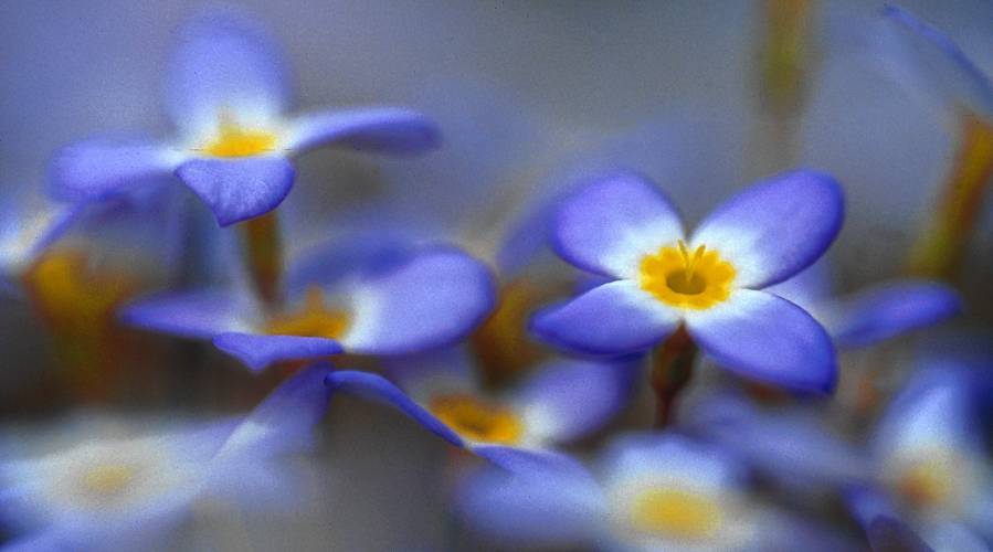 Almost small enough to overlook, bluets are worth the effort to find. Look for them in short grass at the side of the road, in cemeteries, and in lawns.