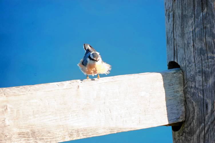 The author’s 2012 Big Sit on Gay Head, Martha’s Vineyard, luckily coincided with a fallout of hundreds of migrant landbirds, of which Red-breasted Nuthatches like this one were one of the most common species.