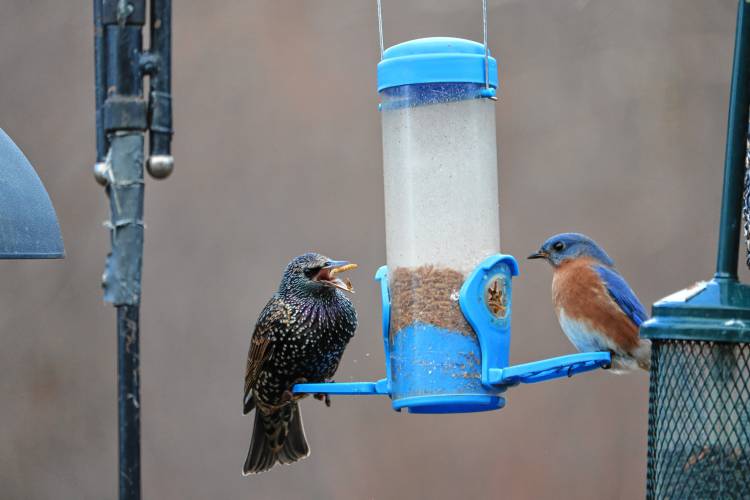 Rose Novak has a large flock of blue birds near her house in North Orange.  Some mornings as many as a dozen line up on the railing of her deck for their breakfast of mealworms, she notes. But there also are starlings that also love mealworms and show up at the feeder. 