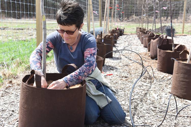 Mary Chicoine, director of the Greenfield Tree Committee, sets up a drip irrigation system on tree saplings at the committee’s nursery in April 2022. Chicoine was among the Franklin County residents to sign a letter sent to the Healey administration on Tuesday, encouraging passage of a bill that would provide funding for a Municipal Reforestation Program.
